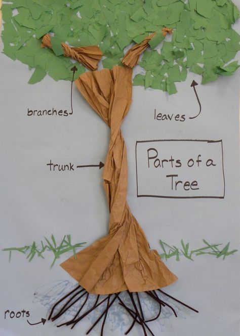 Deciduous And Evergreen Trees Ks1, Tubishvat Crafts Preschool, Parts Of A Tree Craft, Tree Curriculum Preschool, Parts Of A Tree, Tree Activities, Tree Unit, Creative Curriculum Preschool, Art For Preschoolers