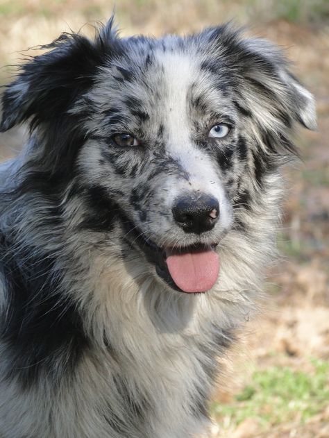 Australian Shepherd.....one of the best breeds! Australian Shepherd Red Tri, Red Merle Australian Shepherd, Merle Australian Shepherd, Australian Shepherd Blue Merle, Aussie Shepherd, Aussie Puppies, Australian Shepherd Puppies, Aussie Dogs, Söt Katt