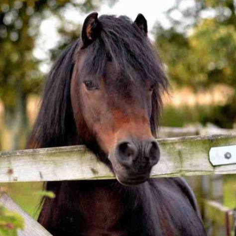 Ride a lovely little Dartmoor like this one <3 dream at Dressage and to cuddle-but not so much when grass comes into the picture!! Miniature Shetland Pony, Devonshire Cream, New Forest Pony, Rare Horse Breeds, Pony Breeds, Miniature Horses, Shetland Pony, Pony Rides, South Devon