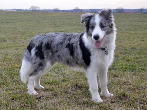 The Blue Merle Border Collies provided by Rising Sunfarm is an intelligent dog breed with ancient roots. Additionally it has the precise same incredible work ethic, cleverness, as well as energy as any other coloured Border collie. Rising Sun Farm raises and delivers outstanding Border Collies that are bred selectively for temperament, structure and ability. Border Collie Merle, Border Collie Tattoo, Blue Merle Collie, Gorgeous Animals, Dogs Stuff, Collie Puppies, Border Collie Puppies, Collie Mix, Australian Shepherd Dogs