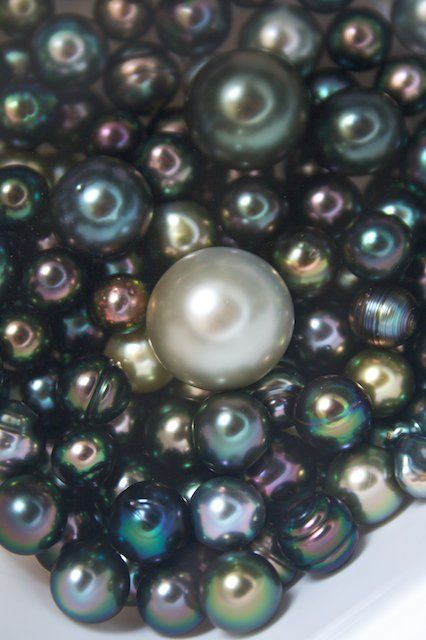 Tahitian Pearl Harvest - Kamoka Pearls love it! #ecrafty find glass pearls at http://www.ecrafty.com/c-595-glass-pearls.aspx Pearl Jewelry Ring, Black Pearl Jewelry, Loose Pearls, Pearl And Lace, Rings Bracelets, Pearl Types, Irises, Tahitian Pearls, Naturally Beautiful