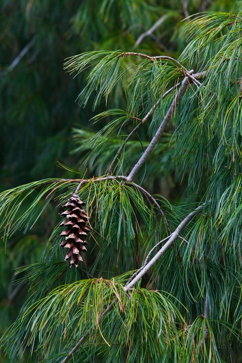 Smells of fresh pine and summer barbecue. Pine Tree Leaves, Pinus Strobus, White Fir, Pine Leaves, Whispering Pines, Pine Trees Forest, Fir Trees, A Walk In The Woods, Pine Branches