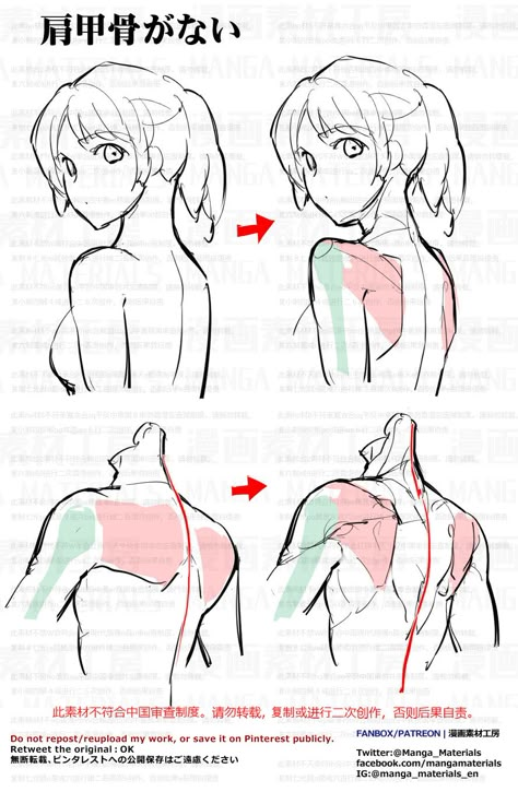 Anime Anatomy, Female Anatomy Reference, Anatomy Tutorial, Human Anatomy Drawing, Body Drawing Tutorial, Human Anatomy Art, Anatomy Sketches, Body Reference Drawing, Anatomy References