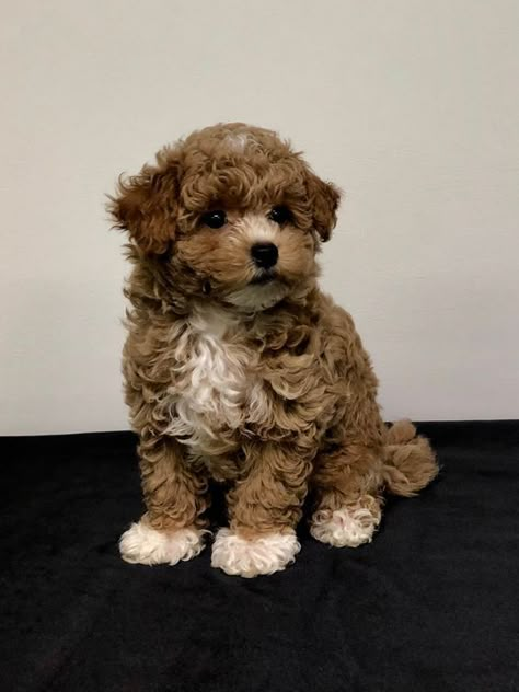 Top 10 Smallest Dog Breeds Maltipoo Dark Brown, Maltipoo Adult, Maltipoo Full Grown, Brown Maltipoo, Smallest Dog Breeds, Toy Maltipoo, Cute Tiny Dogs, Teacup Dog Breeds, Teacup Maltipoo