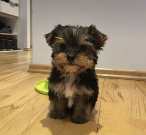 Dog Yorkshire Terrier, Cute Dogs Yorkies, Baby Yorkie Puppies, Yorky Puppy, Yorkie Terrier Puppy, Yorky Puppies, Teacup Terrier, Yorkshire Puppy, Dogs Yorkie