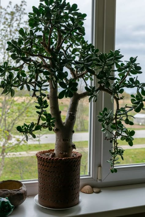 Jade Plant Tattoo, Jade Plant Pruning, Jade Plant Care, Garden Design Layout Landscaping, Jade Succulent, Jade Bonsai, Jade Tree, Indoor Planting, Plant Goals