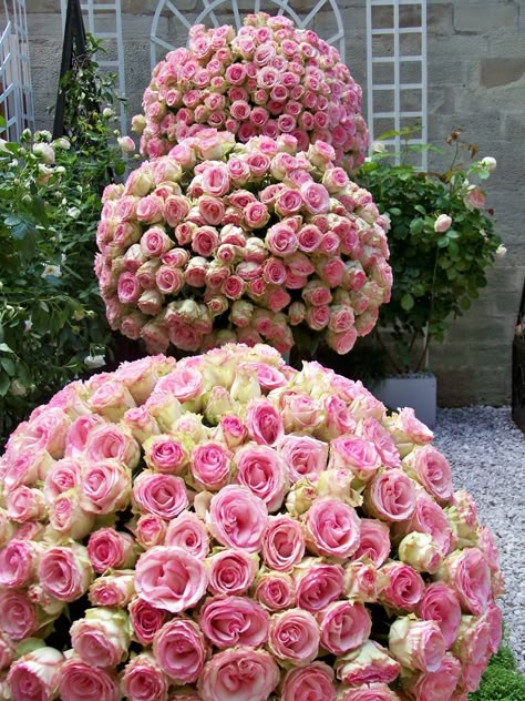 . Wedding Roses, Quinceanera Ideas, Coming Up Roses, Party Celebration, Wedding Dreams, Arte Floral, Beautiful Blooms, Rose Bouquet, Color Rosa