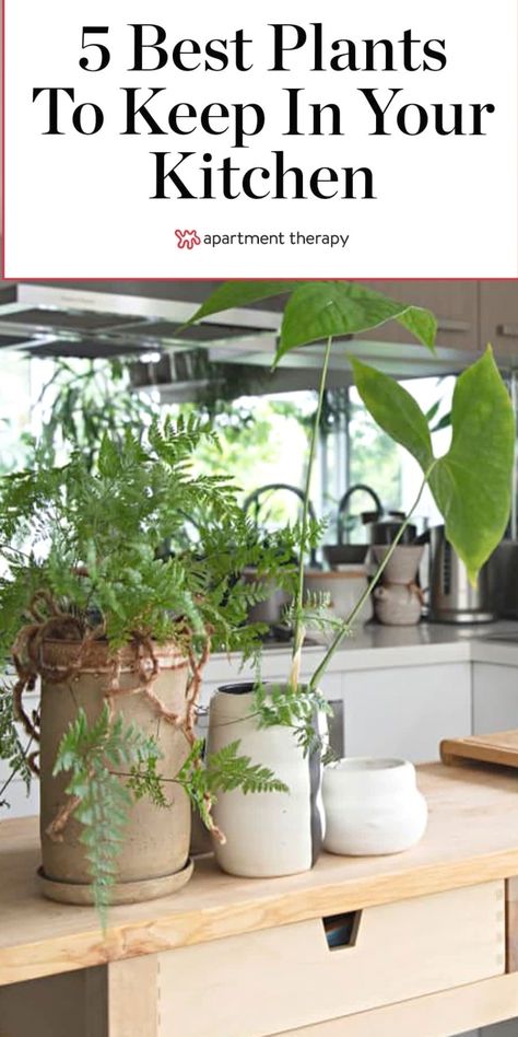 Hanging Plants In The Kitchen, Houseplants In Kitchen, Kitchen House Plants, Best Plants For Kitchen Window, Indoor Kitchen Plants, Kitchen Counter Plants, Kitchen Island Plants, Kitchen Sink Plants, Countertop Plants