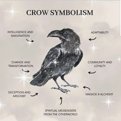 Pet Crow Aesthetic, Crow Symbol, Crow Symbolism, Crow Queen, Raven Magic, Crow Spirit Animal, Crow Aesthetic, Crow Core, Raven Aesthetic