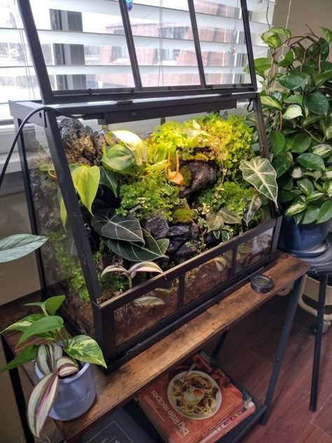 Terrarium Wall Ideas, Self Sustaining Terrarium Fish Tanks, Terrarium Room Ideas, Tropical Plant Terrarium, Diy Terrarium Decor, Large Terrarium Ideas Unique, Terrarium Bedroom, Wardian Case Terrariums, Moss Wall Diy