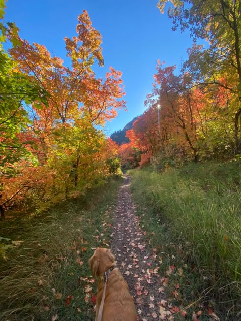 Hiking With Golden Retriever, Autumn Dog Walk Aesthetic, Walking Golden Retriever Aesthetic, Golden Retriever Hiking, Autumn Hike Aesthetic, Fall Hike Aesthetic, Hgw Aesthetic, Fall Aesthetic Dog, Walking Golden Retriever