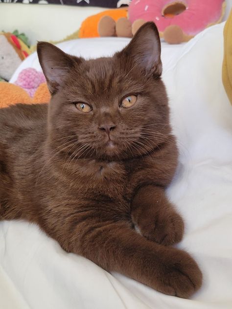 A brown cat Chocolate British Shorthair Cats, Brown British Shorthair, Kittens Care, Litter Box Ideas, Kitten Litter, Pet Aesthetic, Kitten Quotes, Brown Cats, Kitten Clothes