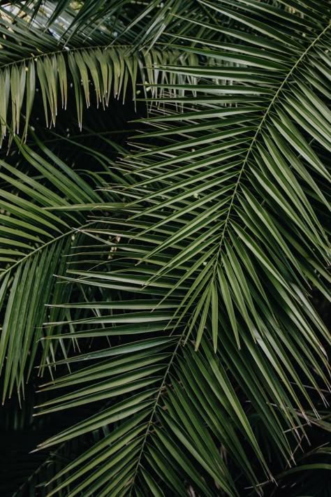 Peach Leaves, Palm Background, Neon Frame, Coconut Leaves, Tropical Palm Leaves, Palm Tree Leaves, Leaf Background, Up Book, Tropical Palm