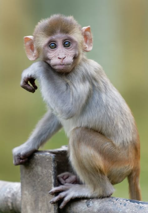 Monkey Photography, Small Monkey, India Nature, Tattoo Animal, Monkey Pictures, Wallpapers Anime, Anime Nails, Anime Tattoo