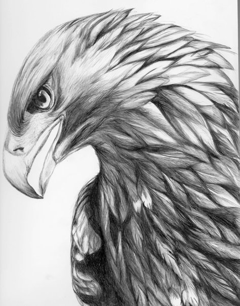 Vogel Tattoo, Eagle Drawing, Tattoo Zeichnungen, Eagle Tattoos, Eagle Art, Eagle Tattoo, Pencil Art Drawings, Animal Sketches, Bird Drawings