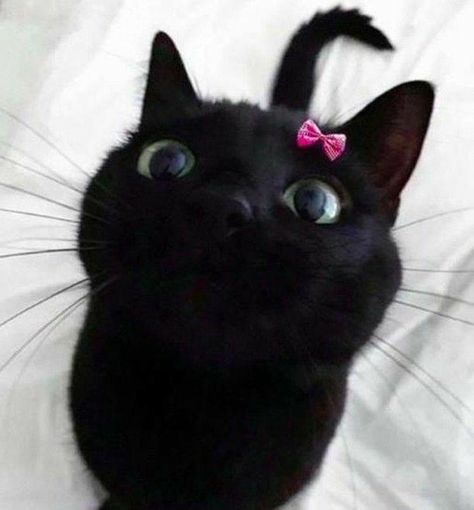 Black Cat Lover, A Black Cat, Cute Black Cats, Cat Aesthetic, Silly Cats, Pretty Cats, Black Cats, Baby Cats, Cute Funny Animals