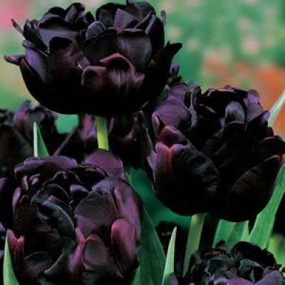 Ten Really Great (Almost) Black Flowers To Plant In Your Garden - Here By Design Goth Plants, Witchy Garden, Flowers To Plant, Gothic Flowers, Goth Garden, Gothic Garden, Flower Bulbs, Midnight Garden, Winter Plants