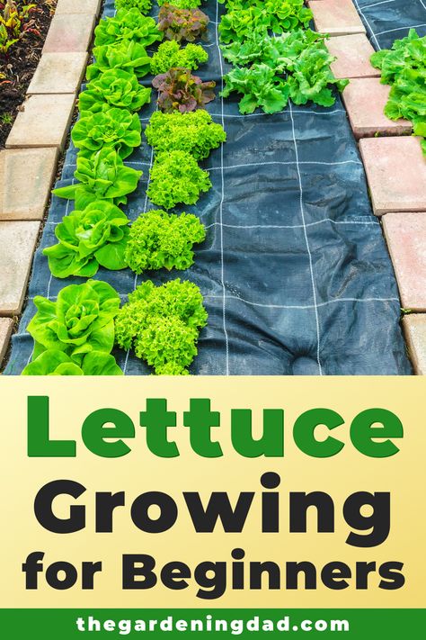 Bed 2023, Lettuce Growing, Beginner Garden, Growing Lettuce Indoors, How To Grow Lettuce, Planting Lettuce, Grow Lettuce, Vegetables Garden, Beginner Gardening