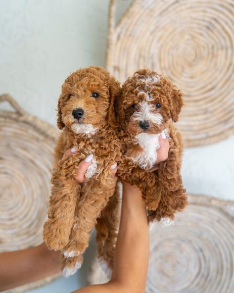 Mini Goldendoodle Generations (F1, F1B, F2, F2B, F2BB, F3): What Do They Mean? Red Goldendoodle Puppy, Micro Mini Golden Doodle, Golden Doodles Puppies, Cute Golden Doodle Puppies, Doodles Dogs Breeds, Mini Goodlendoodle, Toy Golden Doodle, Big Goldendoodle, Baby Golden Doodle