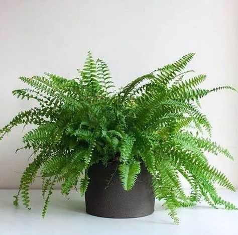 10 Best Indoor Plants That'll Help Purify The Air In Your Home Boston Fern Indoor, English Ivy Plant, Best Plants For Bedroom, Best Air Purifying Plants, Indoor Tropical Plants, Planting Plants, Popular House Plants, Indoor Plants Styling, Air Cleaning Plants