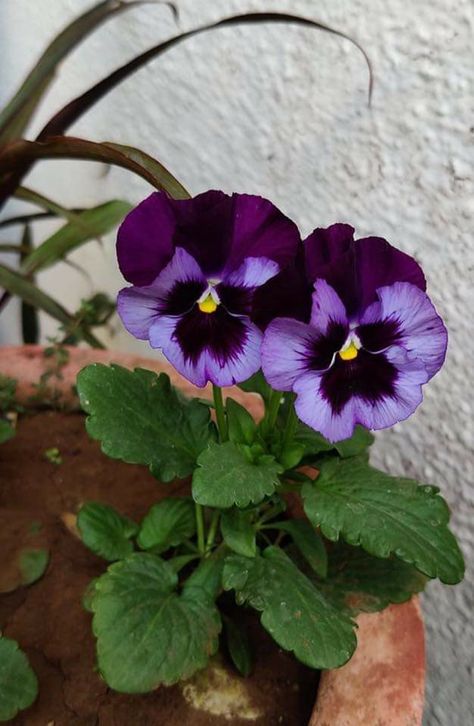 Pansies In A Pot, Pansy Aesthetic, Pansy Arrangements, Pansy Flowers Garden, Pansy Flowers Pots, Pansy Flower Colors, Pansy Leaves, Pink Pansy Flowers, Pansy Viola Flower