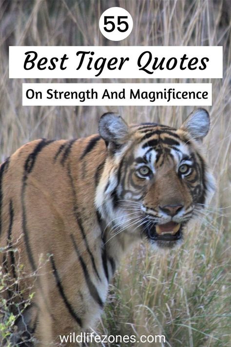 tiger quotes Tiger Quotes Inspiration Strength, Tiger Love Quotes, Eye Of The Tiger Quotes, Angry Quotes Funny, Tiger Quotes Inspiration, Quotes Wallpaper Black, Tiger Attitude, Quotes Angry, Quotes On Strength