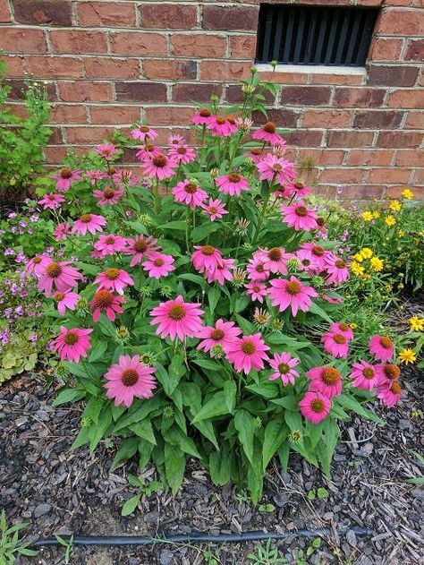 19 Long Lasting Perennials That Keep on Blooming | Balcony Garden Web Longest Blooming Perennials, Tall Perennial Flowers, Red Hot Poker Plant, Delosperma Cooperi, Companion Planting Vegetables, Long Blooming Perennials, Garden Remedies, Herb Garden Design, Perennial Flowers