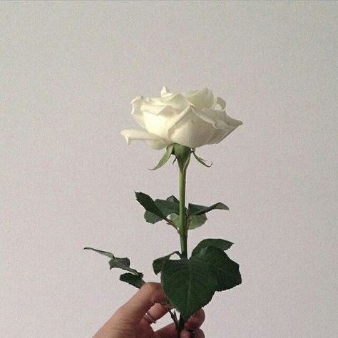 Rosé Aesthetic, Cream Aesthetic, Rose Drawing, Space Girl, Backgrounds Phone Wallpapers, Plant Mom, Sugar Flowers, White Aesthetic, Flowers Photography