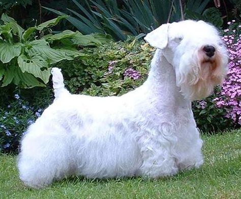 Dog Breeds That Dont Shed, Sealyham Terrier, Hairless Dog, Dog Toilet, Hypoallergenic Dogs, Dog World, English Mastiff, Purebred Dogs, Terrier Puppies