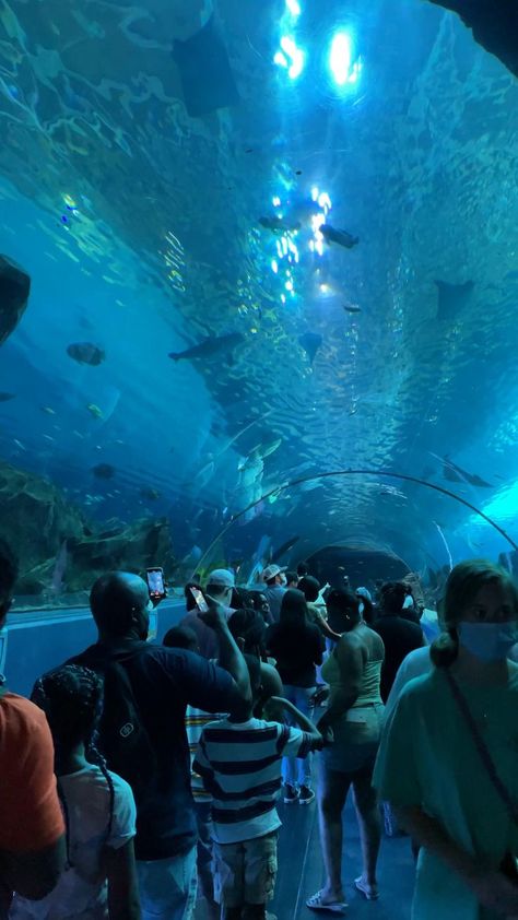 Toronto Aquarium, Veterinarians Medicine, Beautiful Tree Houses, Dubai Video, Underwater House, Georgia Aquarium, Vacation Photography, Instagram Frame, Photography Travel