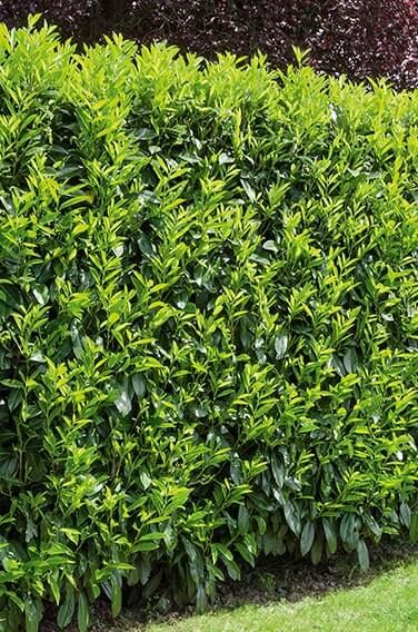 Portuguese Cherry Laurel (Prunus lusitanica) Hedges | InstantHedge Prunus Lusitanica Hedge, Cherry Laurel Hedge Privacy Fences, Laurel Hedge Ideas, Portuguese Laurel Hedge, Cornish Hedge, Front Garden Hedge, Evergreen Privacy Hedge, Cherry Laurel Hedge, Portuguese Laurel