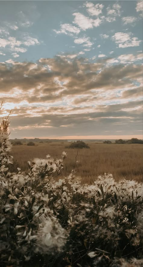 Flowers in foreground with a sunset over the marsh. Cute Chill Wallpapers Aesthetic, Aesthetically Pleasing Wallpaper Iphone, Rustic Background Aesthetic, Vintage Western Background, Farmhouse Phone Wallpaper, Wallpaper Backgrounds Outside, Cute Country Wallpapers Aesthetic, Lock Screen Wallpaper Western, Western Boho Background