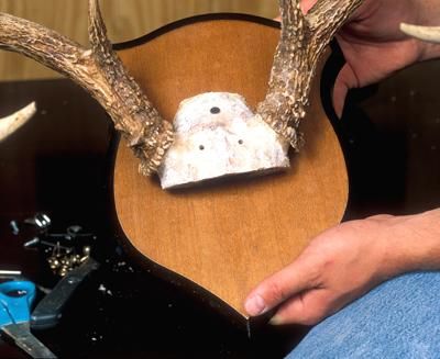 On a standard skull mount, secure the skull to the mounting plaque with three drywall screws. Mounting Deer Antlers Diy, Ideas For Deer Antlers, Deer Antler Mount Ideas, Antler Mount Ideas, Deer Antlers Diy, Antlers Diy, Deer Antler Ideas, Diy Antler, Diy Antlers