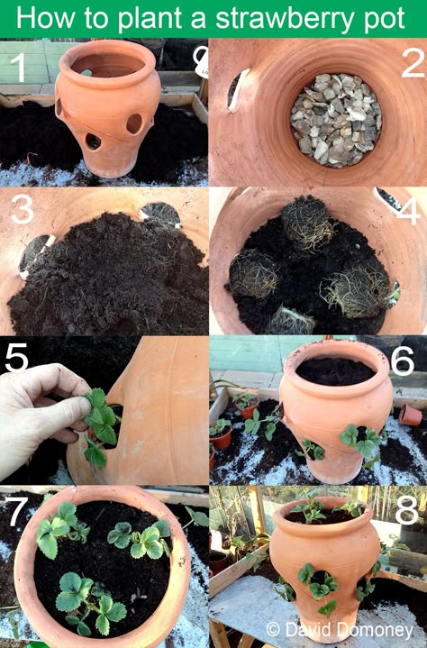 How to plant a terracotta strawberry pot. Step by step instructions with pictures to planting a strawberry pot with holes in it via www.daviddomoney.com Strawberries In A Pot, How To Grow Strawberries, Strawberry Pot, Gemüseanbau In Kübeln, Grow Strawberries, Strawberry Pots, Kitchen Gardening, Strawberry Planters, Urban Homestead