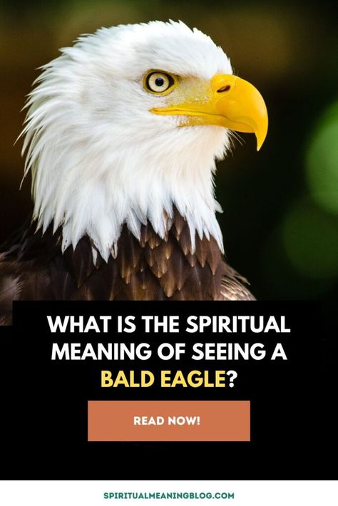 Spiritual Meaning of Seeing a Bald Eagle: Spotting a bald eagle can evoke a sense of awe and wonder in most of us. A majestic creature, its appearance carries deep spiritual implications that transcend ordinary sightings. The spiritual meaning of seeing a bald eagle often revolves around themes of strength, courage, freedom, and divine connection. ... Read more The post What is the Spiritual Meaning of Seeing a Bald Eagle? appeared first on Spiritual Meaning Blog. Eagles Spiritual Meaning, Eagle Spiritual Meaning, Bald Eagle Spiritual Meaning, Eagle Symbolism, Bald Eagle Feather, Native American Beliefs, Bold Eagle, Feather Meaning, Eagle Symbol