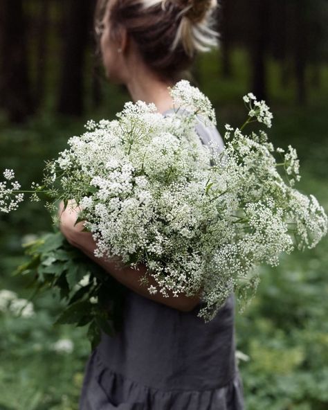 Queen Annes Lace Bouquet, Lace Bouquet, Queen Anne's Lace Flowers, Flower Identification, Growing Dahlias, Daucus Carota, Lace Crafts, Queen Anne's Lace, Queen Annes Lace