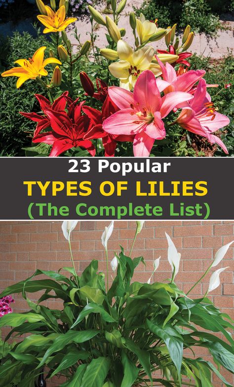 Perennial Lillies, Fire Lily Flower, Different Lily Flowers, Ginger Lillies, Red Lily Flower Anime, Types Of Lily Flowers, Types Of Lillies, Ditch Lilies, Lily Symbolism