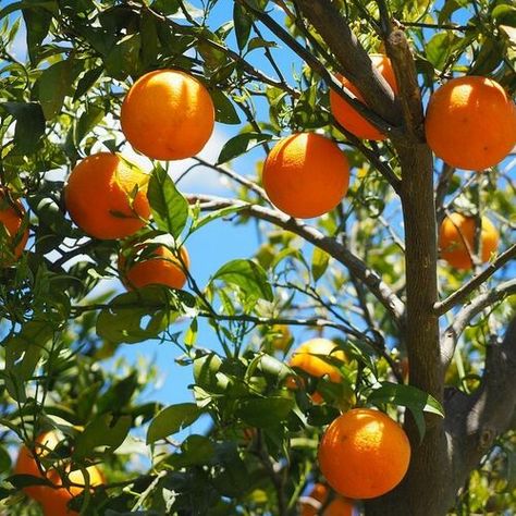 Navel Oranges, Mediterranean Plants, Diy Shampoo, Orange Citrus, Sweet Orange Essential Oil, Citrus Trees, Green Clay, Plant Spacing, Orange Tree