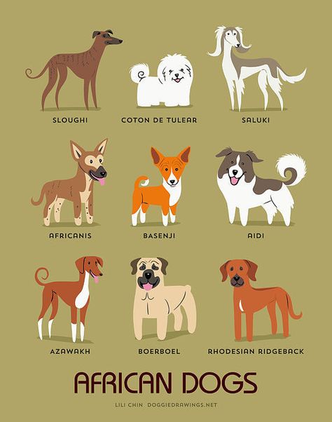 Tatoo Dog, Different Types Of Dogs, Coton De Tulear, Dog Print Art, Rhodesian Ridgeback, Poodle Puppy, Types Of Dogs, Springer Spaniel, Dog Illustration