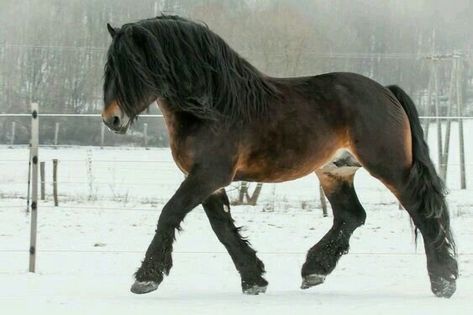 Horse Anatomy, Clydesdale, Pretty Animals, Draft Horses, Gandalf, Cute Horses, Silly Animals, Horse Coloring, Pretty Horses