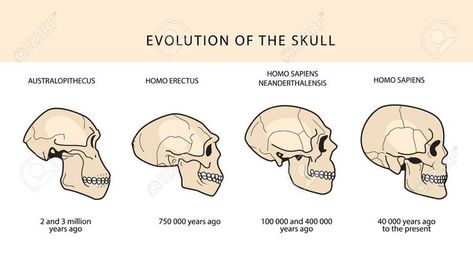 Historical Illustrations, Darwin Theory, Evolution Tattoo, Homo Erectus, Historical Illustration, Human Evolution, Human Skull, The Skull, Flyer Design