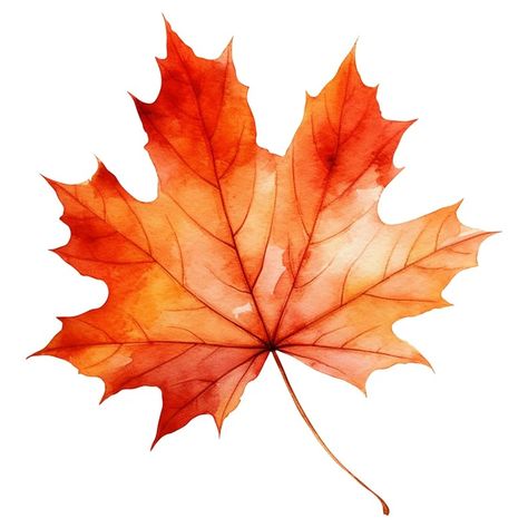 Autumnal Art, Maple Leaf Images, Fall Leaves Drawing, Orange Clipart, Canada Leaf, Maple Leaf Art, Autumn Patterns, Watercolor Autumn Leaves, Leaf Collage