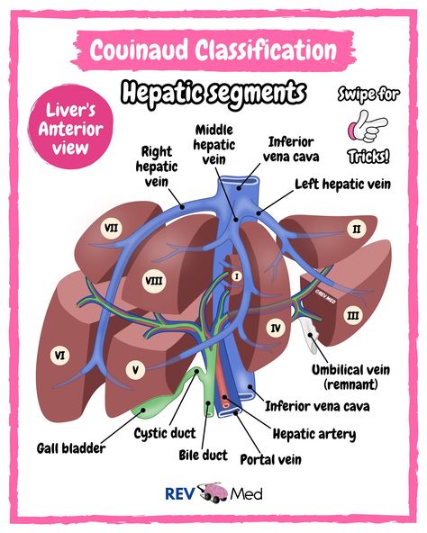 Swipe through this post and see the segmentation of the Liver - read more below! Never regard studying as a duty, but as the enviable opportunity to learn. -Einstein. Keep at it and follow along with us 👉🏼 @rev.med ✅ Couinaud Classification This classification divides the liver anatomy into 8 functionally independent segments. Each segment has its own vascular inflow, outflow, and biliary drainage. *In the center of each segment there is a branch of the portal vein, hepatic artery, and bi... Liver Segments, Physiology Notes, Arteries Anatomy, Liver Anatomy, Biology Diagrams, Vascular Ultrasound, Nurse Study, Nursing 101, Nursing School Essential