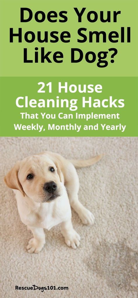 Does your house smell like dog? 21 house cleaning hacks that you can implement daily, weekly, monthly and yearly to remove the dog smell out of  your home! #dogs #puppy #cleaningtips #cleaninghacks #rescuedogs101 Dog Pee Smell, Pet Odor Remover, House Cleaning Hacks, Pee Smell, Dog Pitbull, Dog Urine, Dog Smells, Dog Odor, Dog Pee