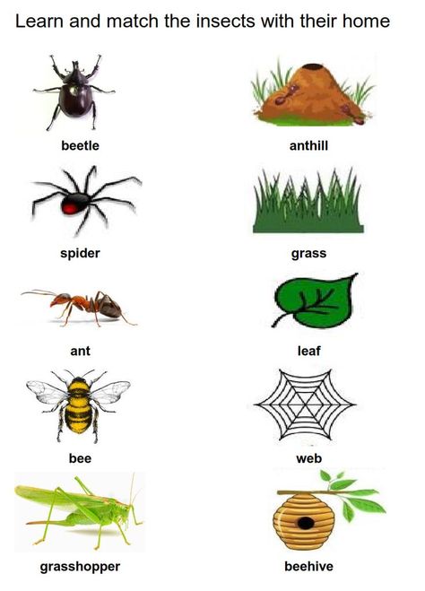 Insects Worksheets For Kids, Insect Worksheets Preschool, Insects For Kids, Home Preschool, Preschool Pictures, Bug Activities, Insects Preschool, Bugs Preschool, Worksheet Preschool