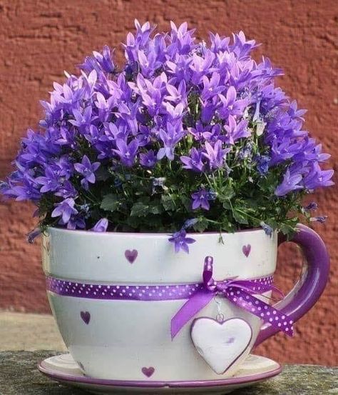 Orchid Plant Care, Dark Purple Flowers, Small Flower Pots, Purple Plants, Orchid Plant, Diy Flower Pots, Flower Meanings, Growing Roses, Wallpaper Nature Flowers