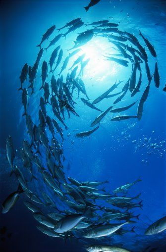 Fauna Marina, School Of Fish, Ocean Fishing, Underwater Life, Deep Blue Sea, Ocean Creatures, Ocean Animals, Underwater Photography, In The Ocean