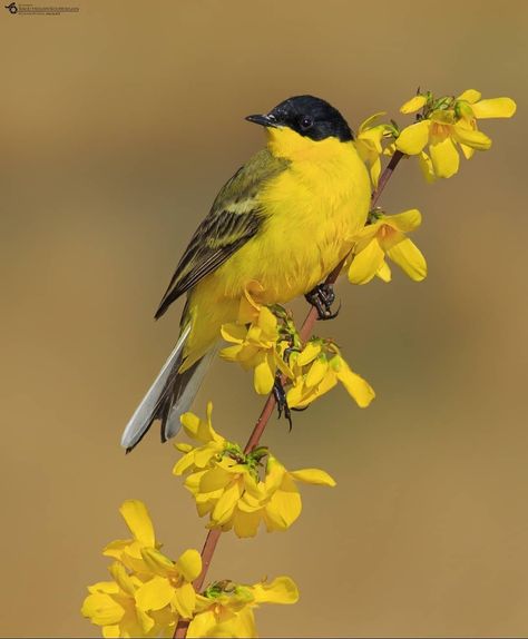 Names Of Birds, Yellow Wagtail, Super Photo, Bird Painting Acrylic, Yellow Birds, Bird Identification, Beautiful Butterfly Photography, Best Cameras, Most Beautiful Birds