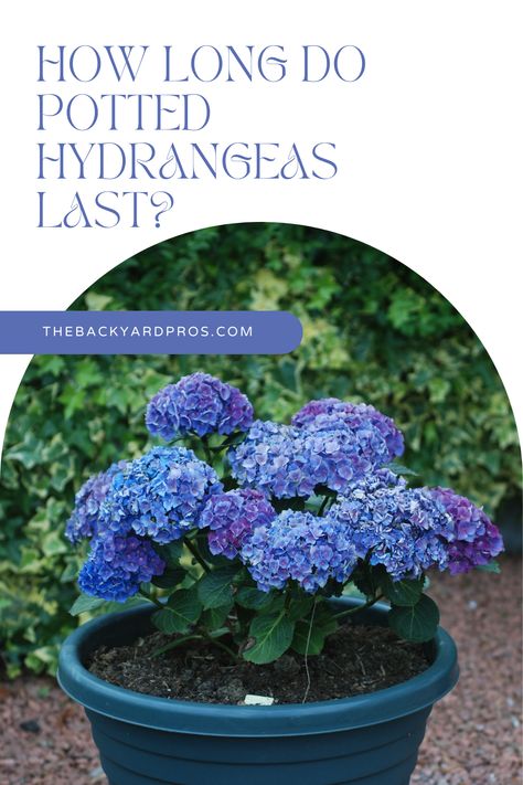 Are you tired of your potted hydrangeas wilting too soon? Say goodbye to premature fading and hello to long-lasting floral delight with this captivating guide! Delve into the world of potted hydrangeas and uncover the secrets to keeping them fresh and vibrant for an extended period. This guide is packed with invaluable insights on proper care, maintenance, and rejuvenation techniques. Embrace the beauty of blooming hydrangeas that will captivate your senses day after day, season after season! Hydrangeas In Pots Planters, How To Care For Hydrangeas In A Pot, Hydrangea In A Pot, Growing Hydrangeas In Pots, Hydrangea In Pots Planters, Winterize Plants, Hydrangea Pot, Potted Hydrangea Care, Hydrangea In Pots