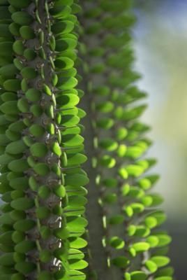 How to Propagate Ocotillo Ocotillo Art, Ocotillo Fence, Make A Flower Bed, Ocotillo Plant, Zero Scape, Desert Backyard, Texas Landscaping, Hosta Plants, Plant Zones